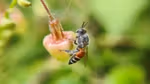 Close-up of a small bee pollinating a pink flower bud, with soft green blurred background and visible pollen details.
