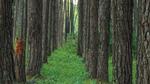 A close up of trees in a forest