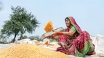 Woman in colorful attire sifting corn outdoors.