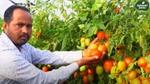 An image of a farmer in a tomato field checking and plucking ripe tomatoes.
